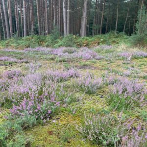 Heathland restoration.The hard work is so rewarding when the Ling and Bell heather is established ❤️